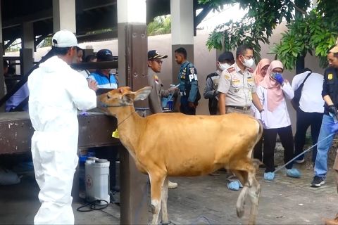 Cegah sebaran Brucellosis di Kalsel, pemerintah potong tiga sapi bibit