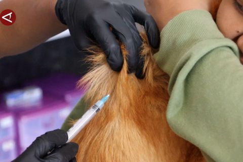 Dinkes Kalbar intensif tangani 1.561 kasus gigitan penular rabies