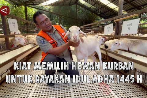Kiat memilih hewan kurban untuk rayakan Idul Adha 1445 H