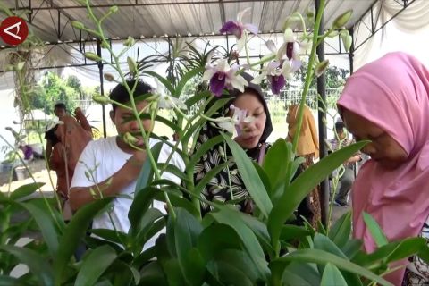 Terapi kesehatan mental melalui hobi menanam Anggrek