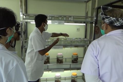 Menilik laboratorium pembibitan rumput laut di Wakatobi