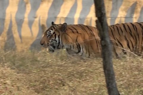 Harimau mangsa warga Madhya Pradesh India, peringatan merah keluar