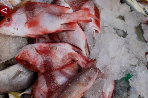 Pemkot Pontianak ajak nelayan lakukan diversifikasi hasil laut