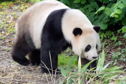 Panda raksasa Tian Bao rayakan ulang tahun kedelapan di Belgia