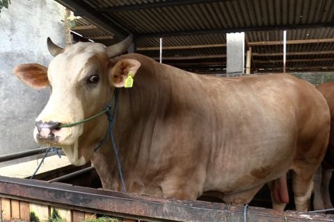 Presiden Jokowi kurban sapi seberat 1,057 ton untuk masyarakat Lombok