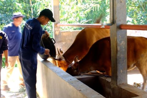 Unej kembangkan peternakan sapi dan kambing di Bondowoso