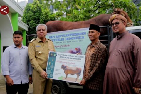 Distribusi sapi kurban bantuan Presiden untuk masyarakat Bengkayang