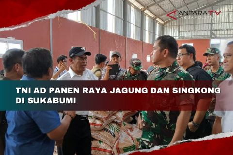TNI AD panen jagung dan singkong di Sukabumi
