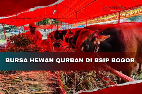 Bursa hewan kurban di Kota Bogor