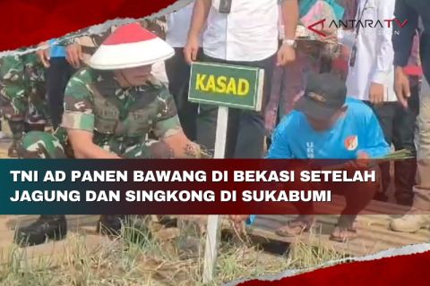 TNI panen bawang di Bekasi setelah jagung dan singkong di Sukabumi