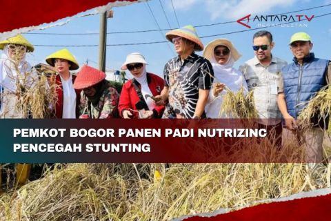 Pemkot Bogor panen padi nutrizinc pencegah stunting