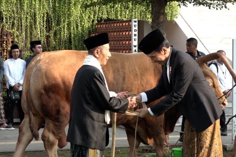 Jokowi serahkan kurban sapi 1,25 ton di Semarang