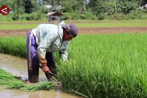 Masa tanam padi lebih awal di Kaltim, cegah risiko hama dan cuaca