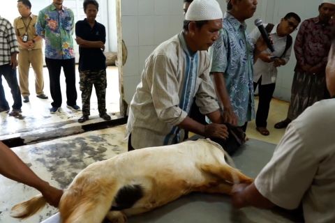 Pekalongan beri juleha simulasi potong hewan kurban