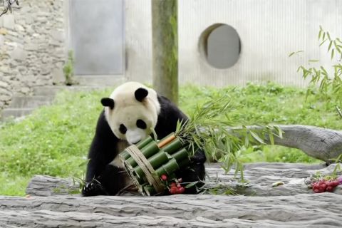 Pulang dari Korsel, panda raksasa Fu Bao sapa publik China