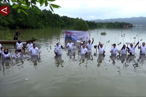 Cegah abrasi di teluk Kendari, BPN Sultra tanam 4 ribu pohon mangrove