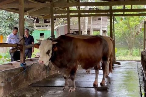 Presiden Jokowi kurban sapi simmental berbobot 1 ton di Sultra