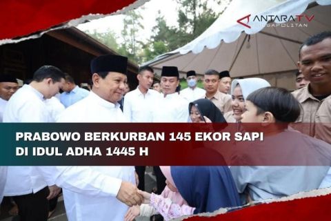 Prabowo berkurban 145 ekor sapi di Idul Adha 1445 H