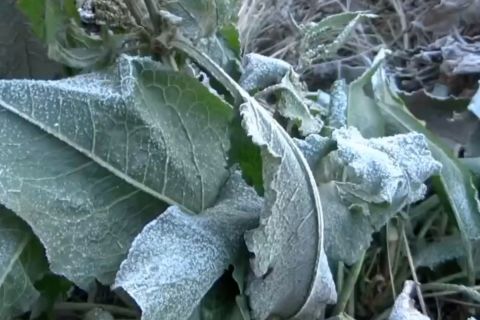 Menguak fenonena embun upas di Gunung Bromo