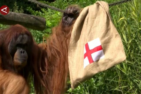 Orangutan Sumatera di Jerman prediksi Belanda menang lawan Inggris