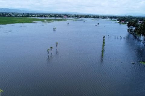 Ribuan hektare sawah di Kabupaten Gorontalo terendam banjir