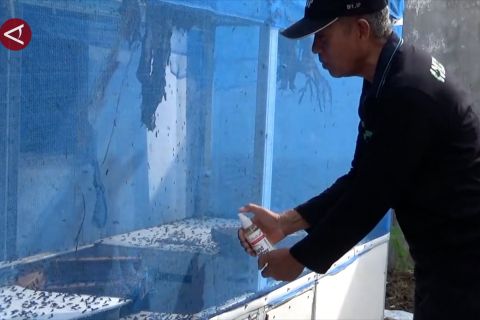 Yogyakarta perlu perbanyak budidaya magot untuk serap sampah organik