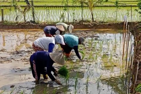 Perluasan areal tanam di Kaltim untuk antisipasi darurat pangan