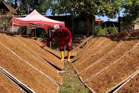 Hasil melimpah, ratusan petani di Ponorogo tanam tembakau