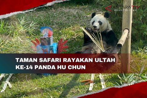 Taman Safari rayakan HUT ke-14 Panda Hu Chun