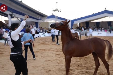 Festival Kuda Arab Sharqiya berlangsung di Mesir