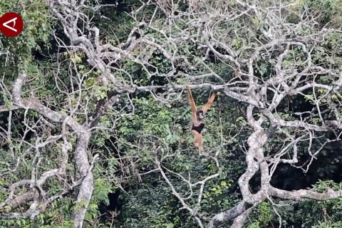 Spesies owa langka jadi anggota baru cagar alam China selatan