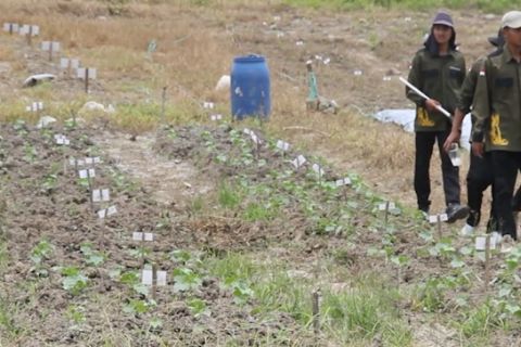 Aneka fungsi lahan eks tambang di Kaltim untuk pertanian hingga ternak