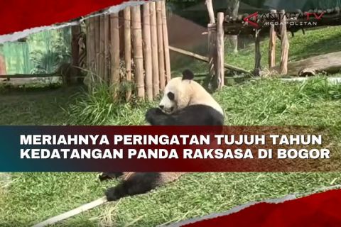 Meriahnya peringatan tujuh tahun kedatangan panda raksasa di Bogor