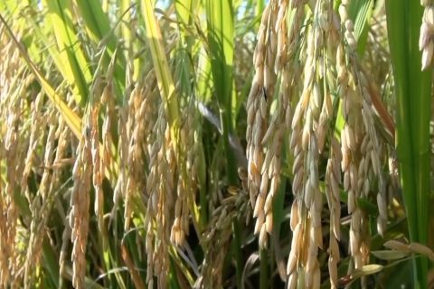 4 kabupaten di Sumsel siap sokong swasembada pangan nasional 2025