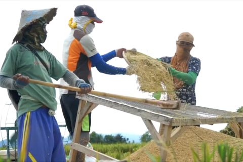 Pertanian menjadi penyerap tenaga kerja terbesar di Gorontalo