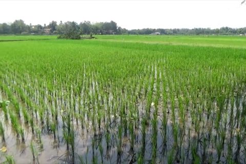 Tingkatkan produksi tanaman pangan, Sleman sedot air sungai