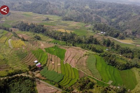 BPS proyeksikan produksi padi Sumbar normal pada tahun 2025