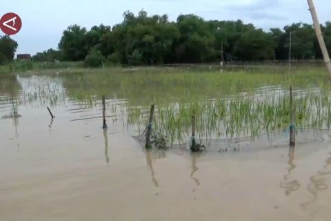 DKPP Madiun fasilitasi asuransi pertanian bagi petani terdampak banjir