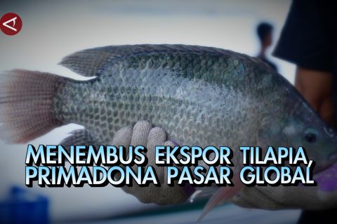 Menembus ekspor tilapia, primadona pasar global bagian 1