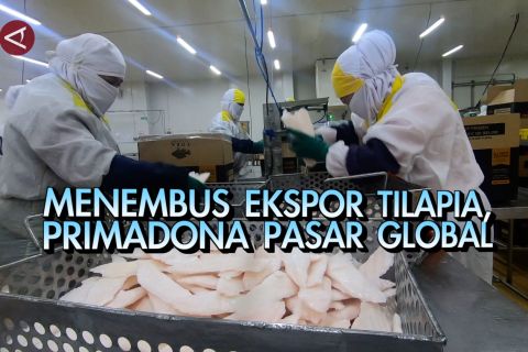 Menembus ekspor tilapia, primadona pasar global bagian 2