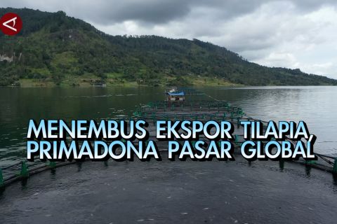 Menembus ekspor tilapia, primadona pasar global bagian 3