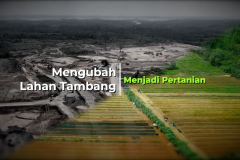 Mengubah lahan bekas tambang menjadi lahan pertanian bagian 1