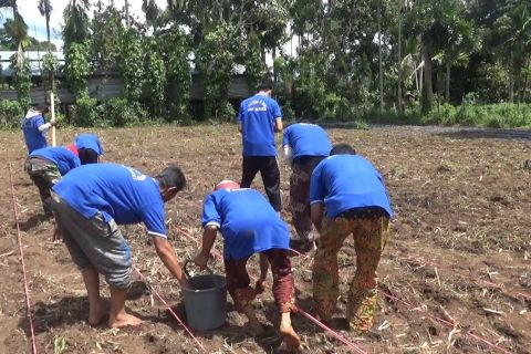 Lapas Suliki tanam jagung manis untuk dukung ketahanan pangan