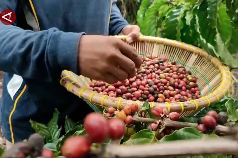 Zulhas tekankan perlunya pengembangan komoditas kelapa hingga kopi