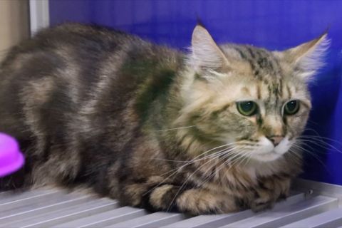 Jasa titip kucing di Pontianak laris manis saat Natal dan Tahun Baru