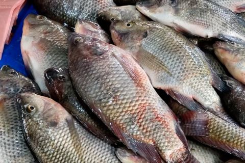 Pemkab Aceh Tengah tekan penangkapan ikan ilegal di Danau Lut Tawar