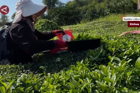 Perdana! Perubahan iklim perpanjang masa panen teh di Turki