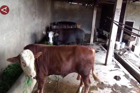 Pemprov Sulsel percepat vaksinasi tangani kasus PMK