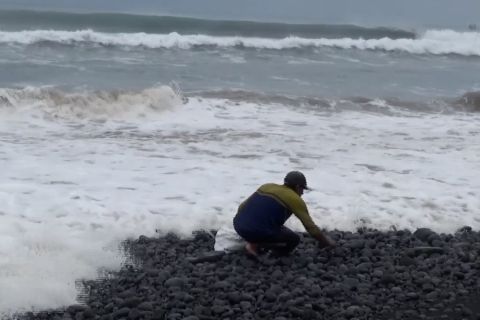 Berkah air pasang, warga pesisir Lumajang panen batu hias taman