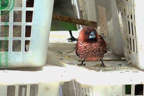 BKHIT Kepulauan Riau lepasliarkan 1.200 burung pipit hasil penindakan